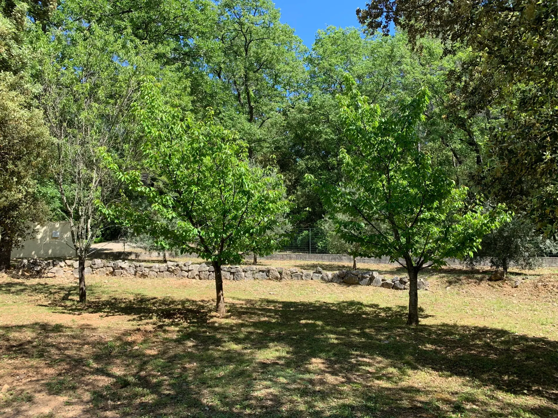 Vue panoramique du jardin boisé